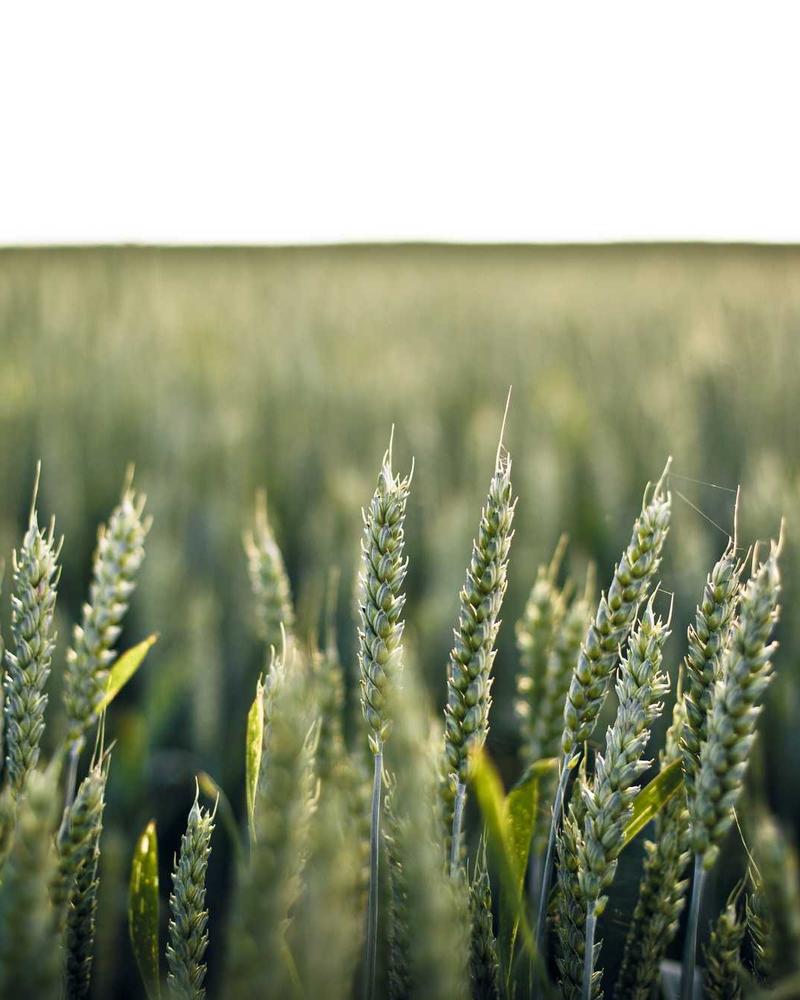 Hovenier aan het werk in Hoogeveen